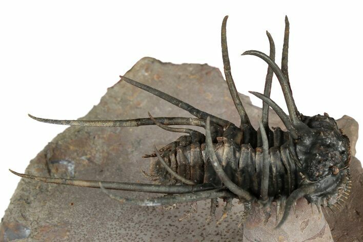 Flying Ceratonurus Trilobite - Top Quality Prep #354582